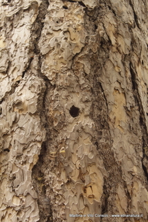 ppinazzu-05-08-2014 16-39-22